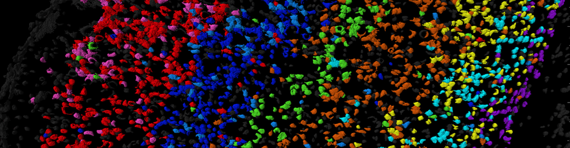 RNA FISH探針試劑盒