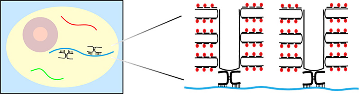 RNA FISH探針試劑盒